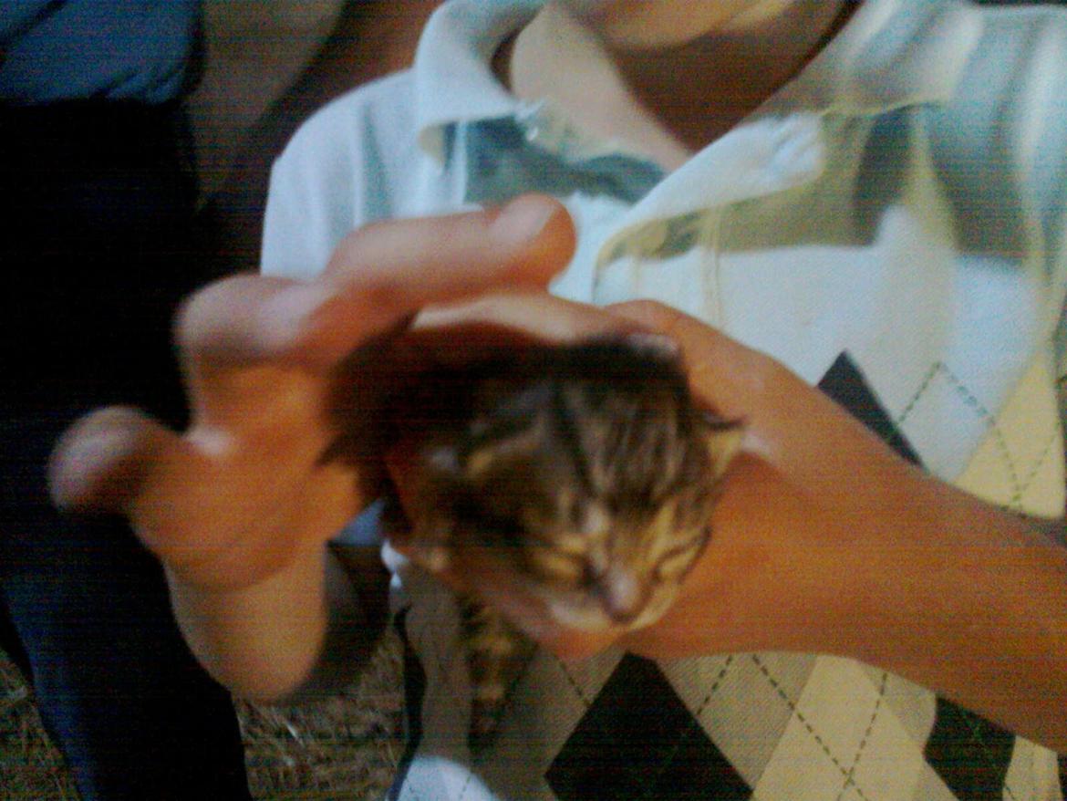 Huskat Star billede 11