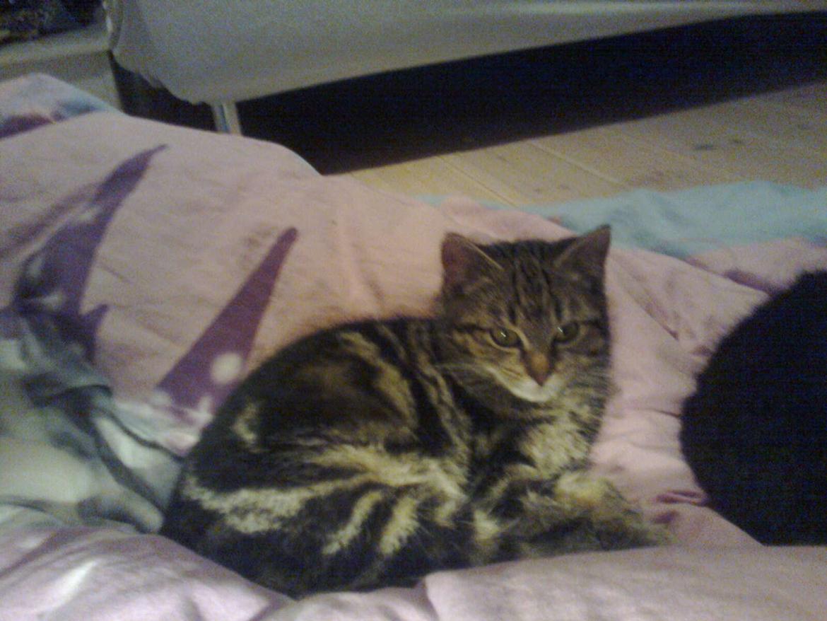 Huskat Star billede 13