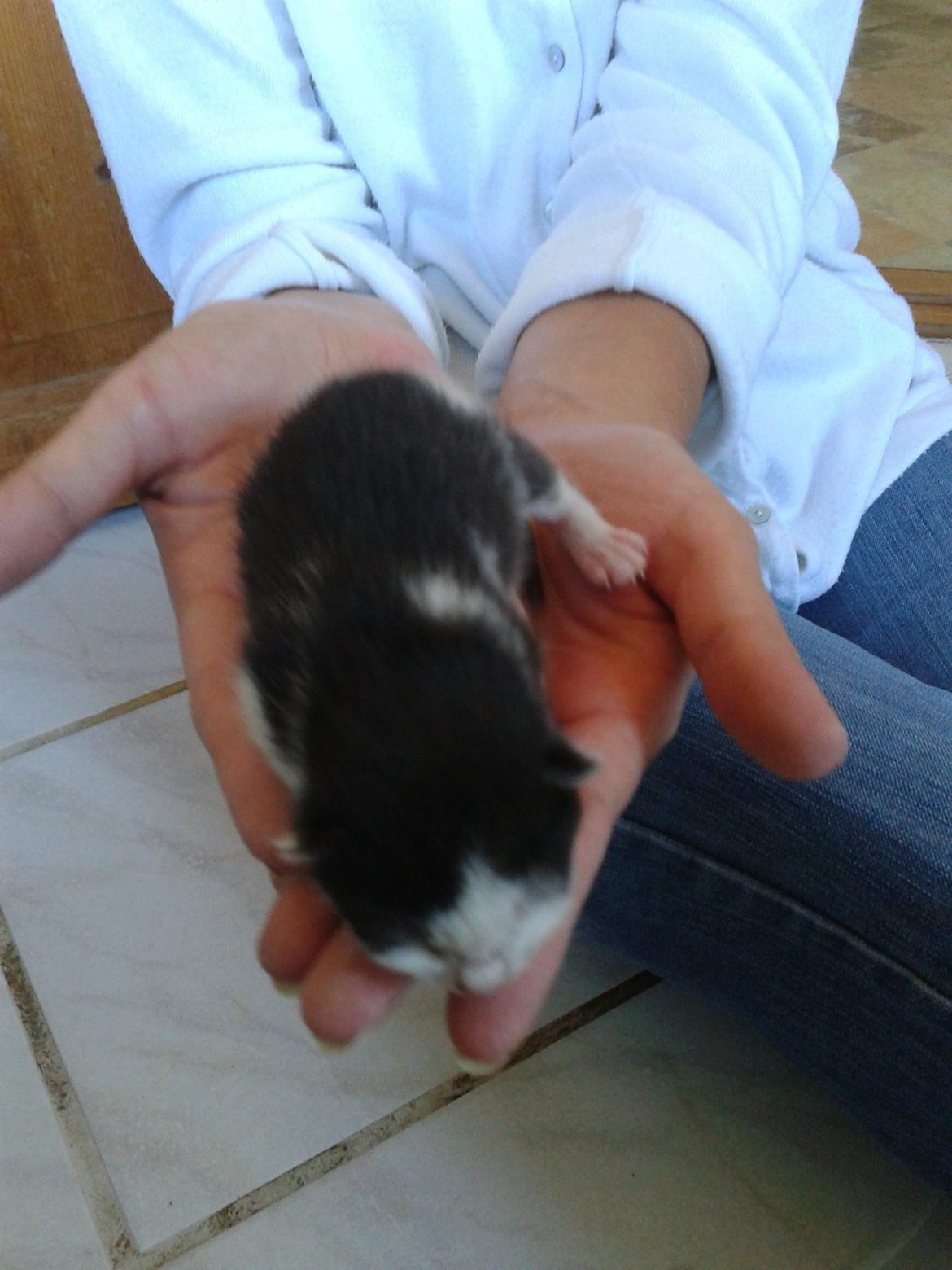 Huskat Alvin billede 1