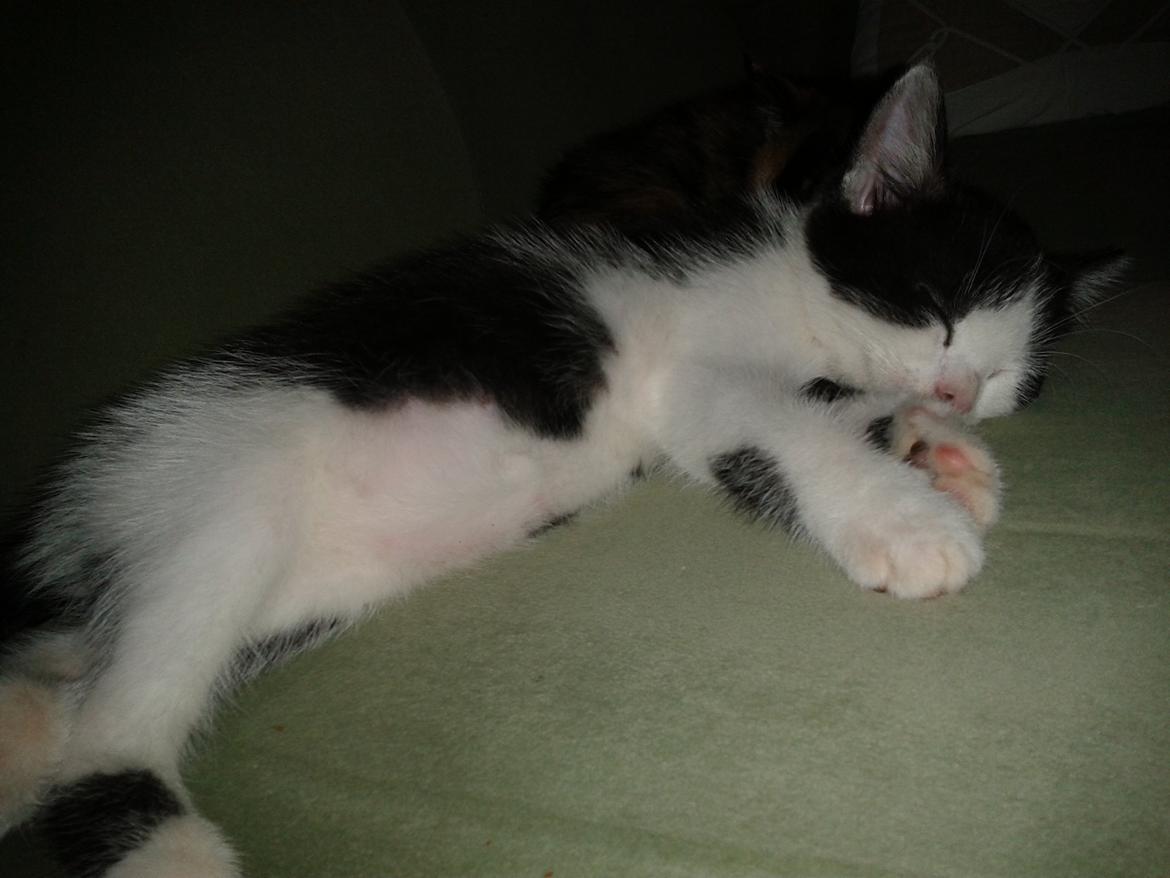 Huskat Alvin billede 2