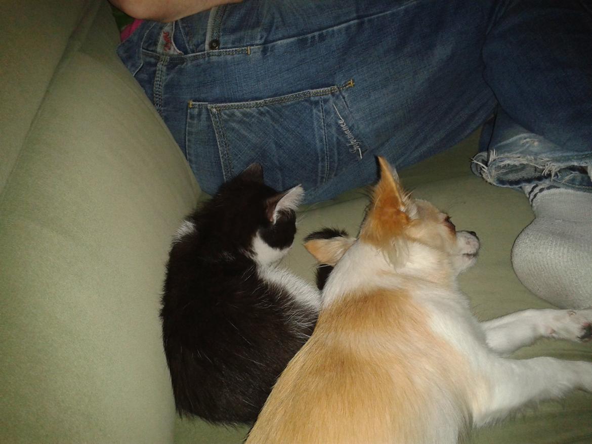 Huskat Alvin billede 3