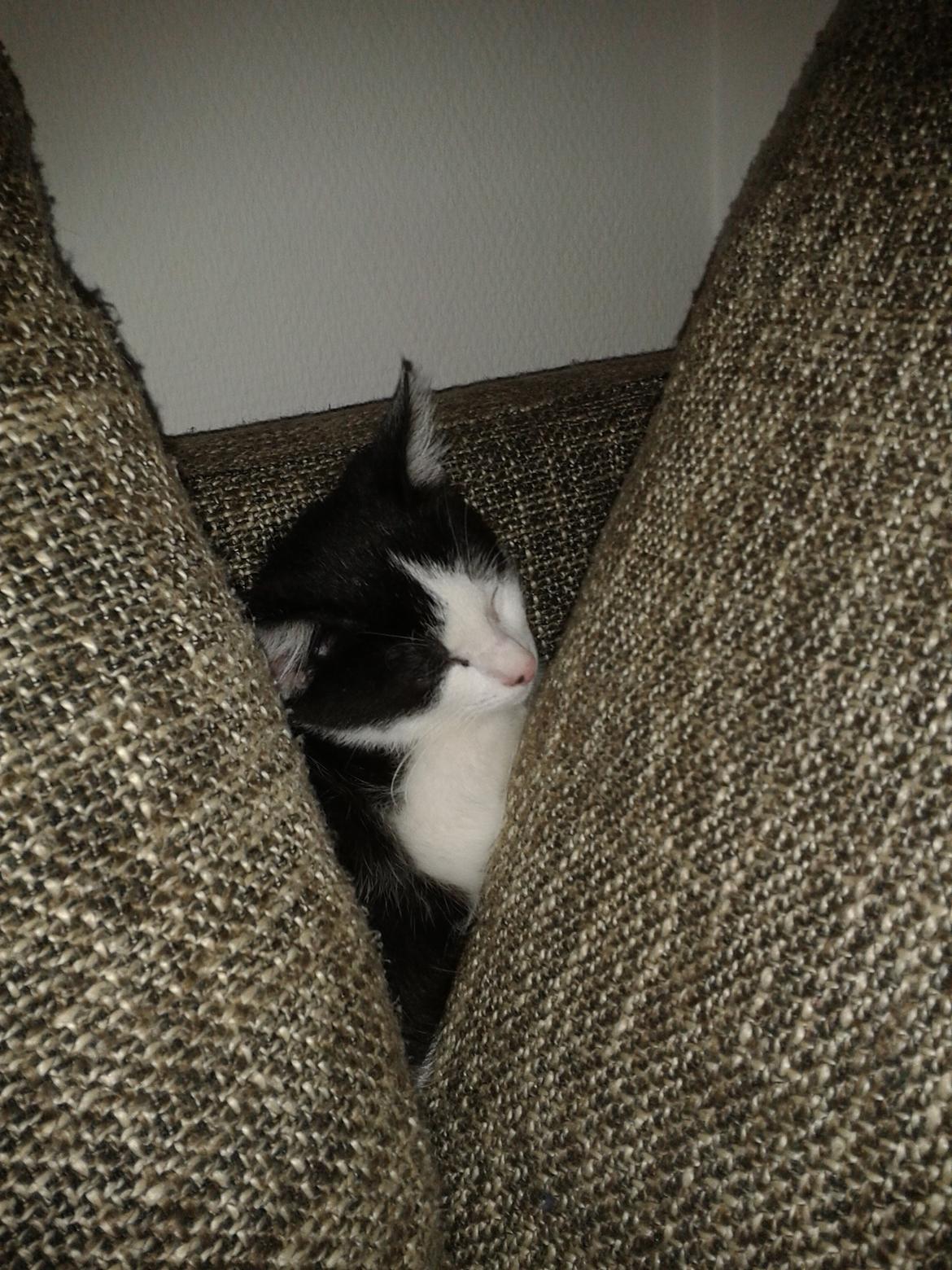 Huskat Alvin billede 5