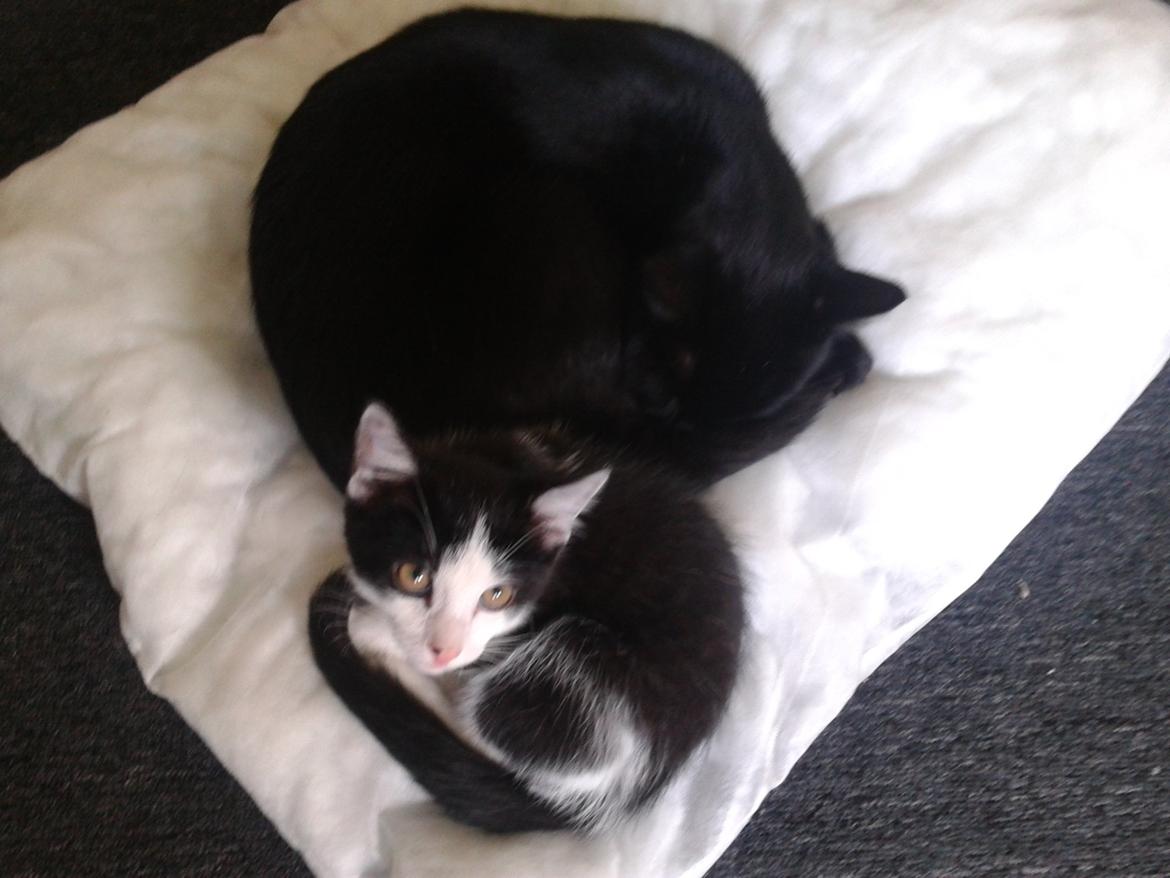 Huskat Alvin billede 6