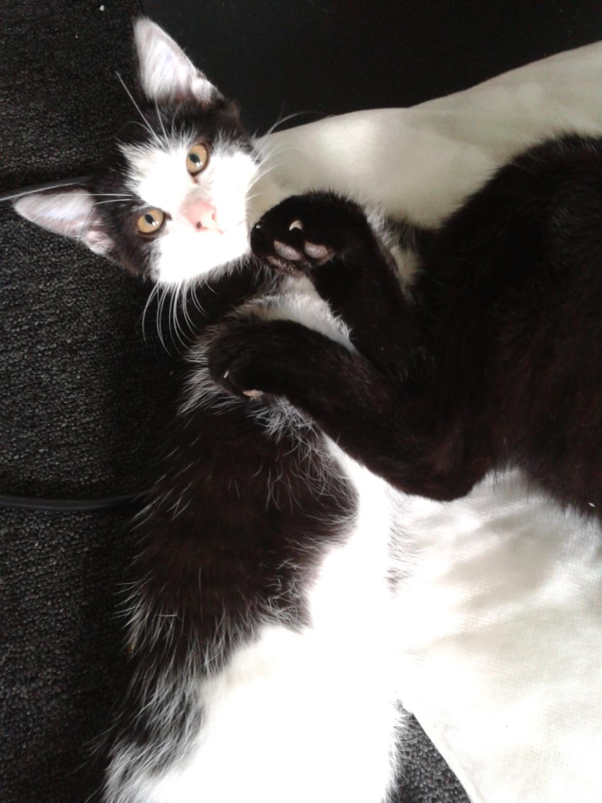 Huskat Alvin billede 7