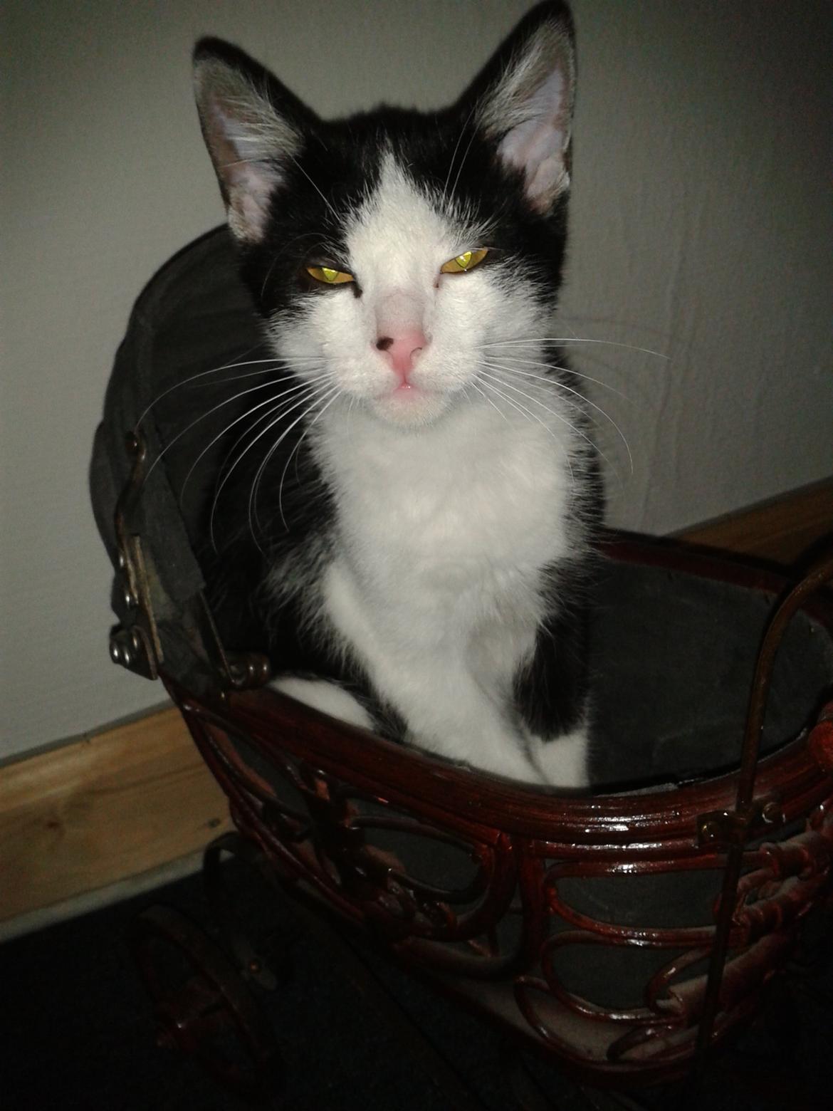 Huskat Alvin billede 8