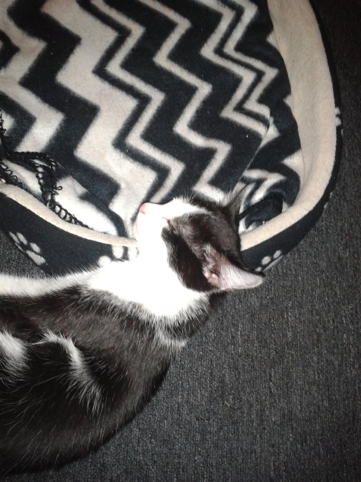 Huskat Alvin billede 9