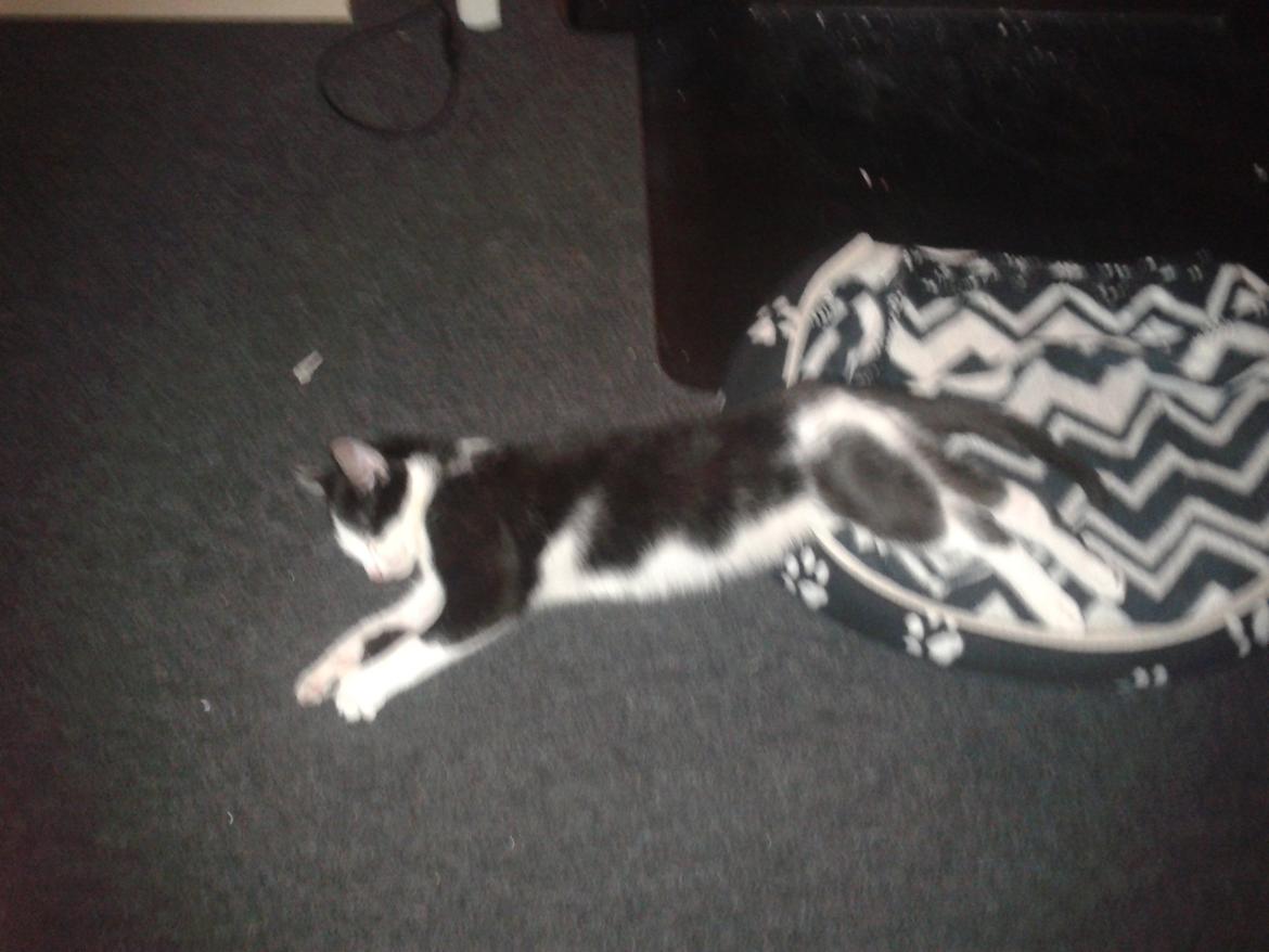 Huskat Alvin billede 10