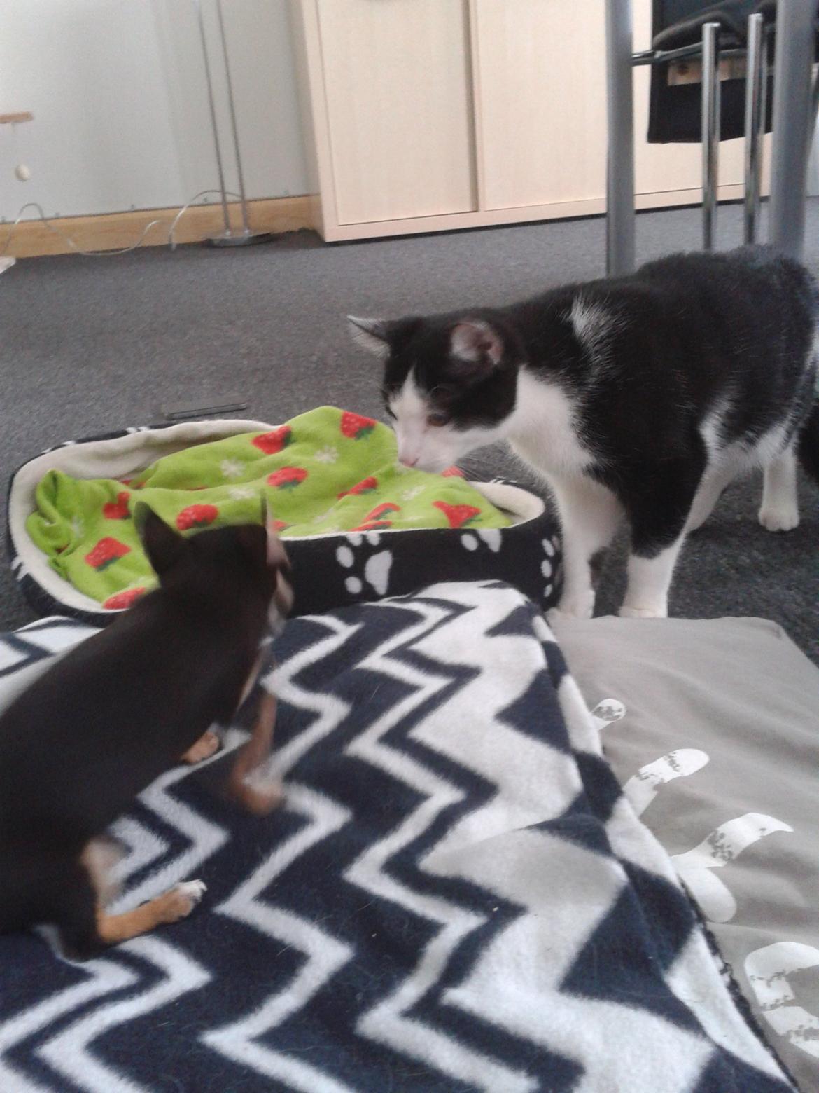 Huskat Alvin billede 11