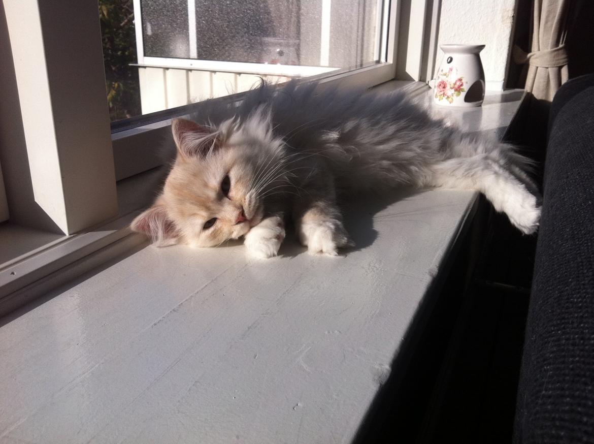 Blanding af racer Malibu billede 2