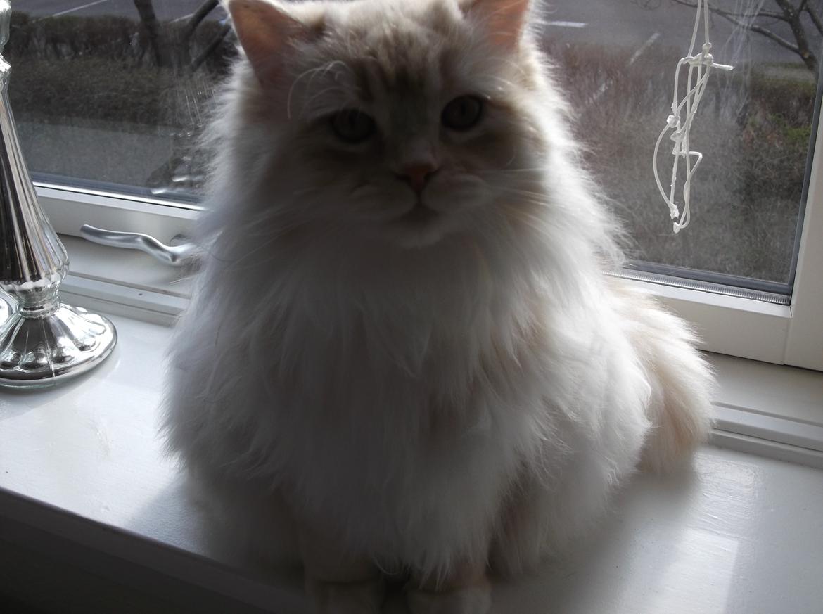 Blanding af racer Malibu billede 3