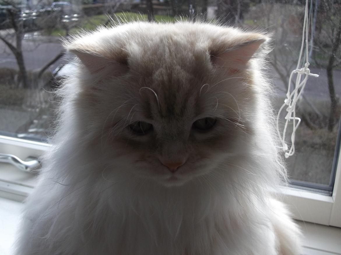 Blanding af racer Malibu billede 4