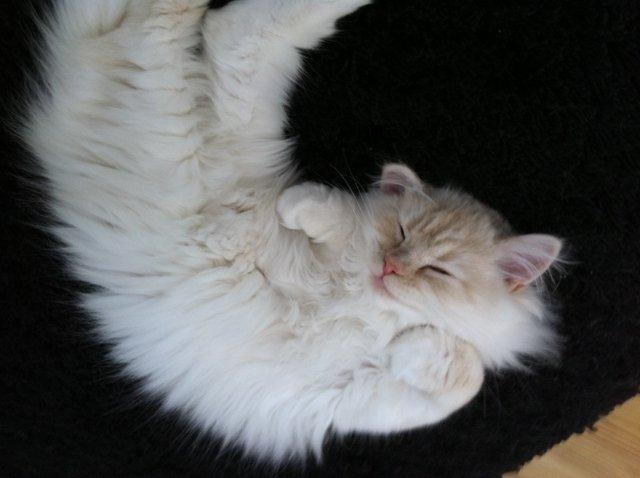 Blanding af racer Malibu billede 5