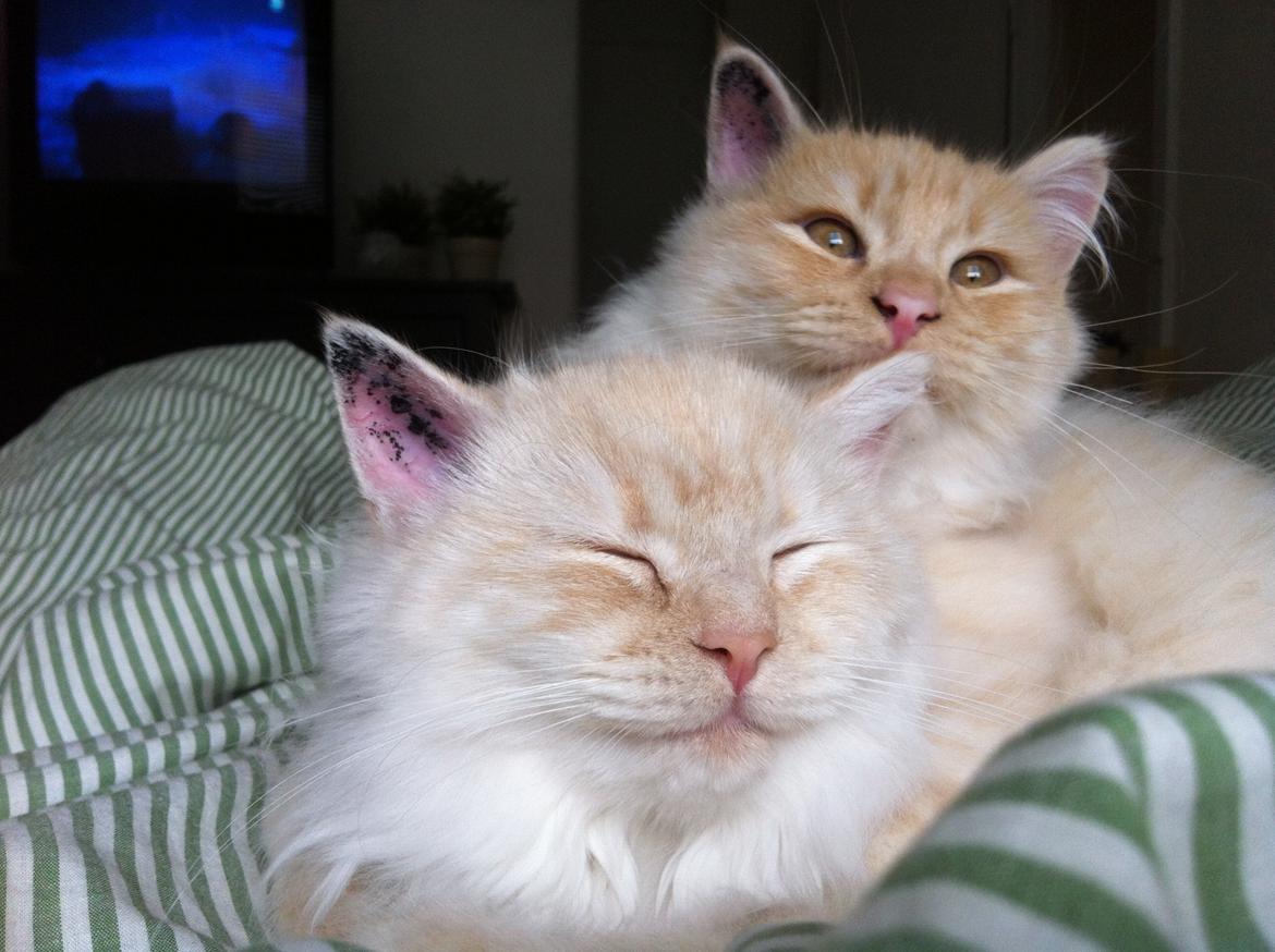 Blanding af racer Malibu - Malibu og Simba billede 6