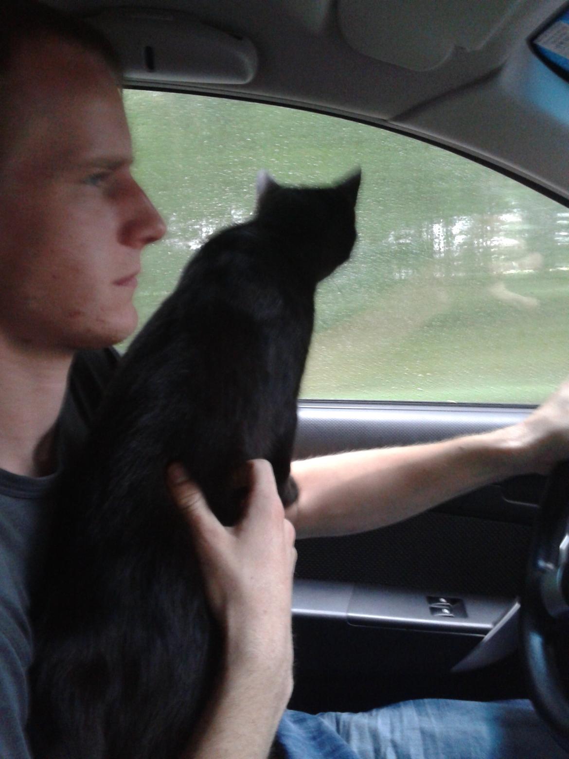 Huskat Simba billede 10