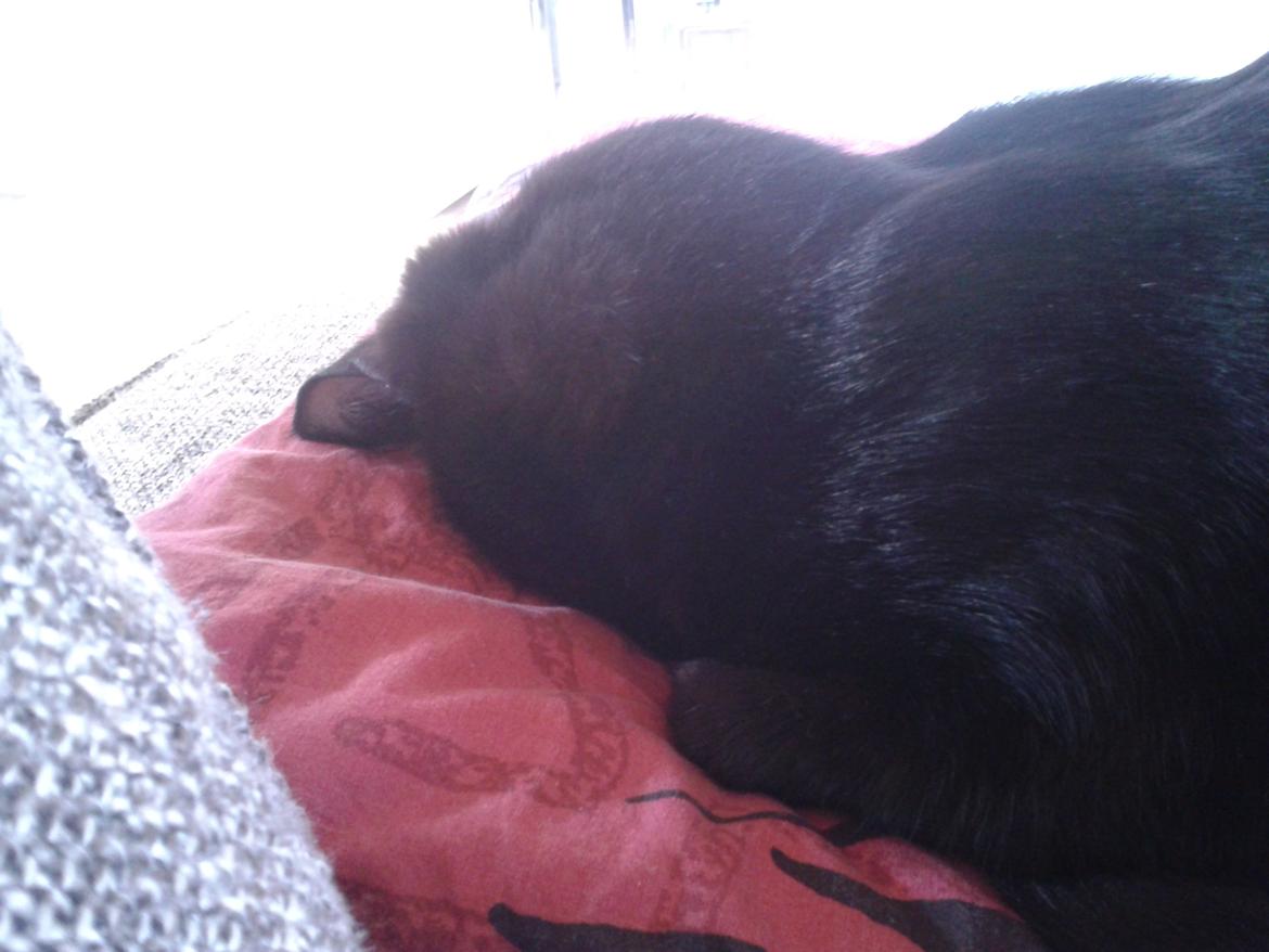 Huskat Simba billede 11