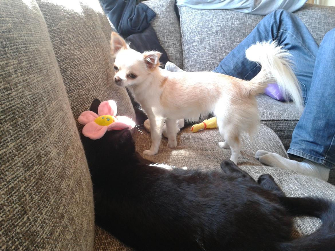 Huskat Simba billede 12