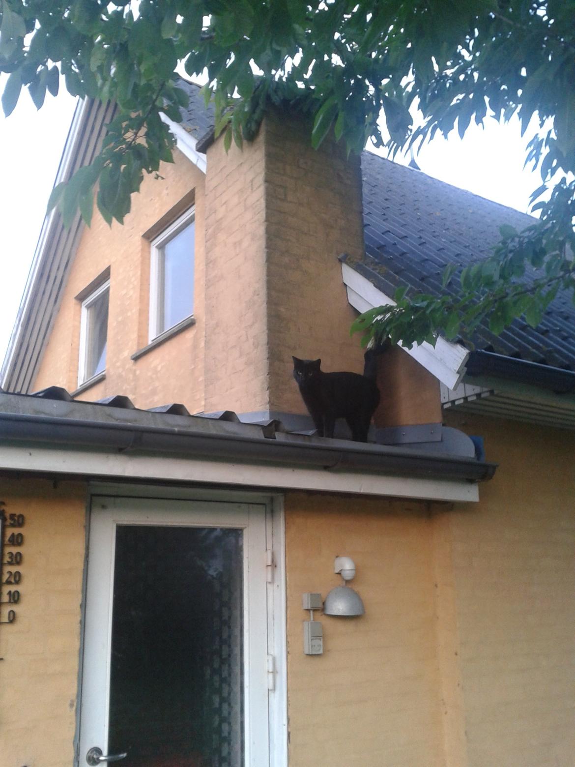 Huskat Simba billede 13