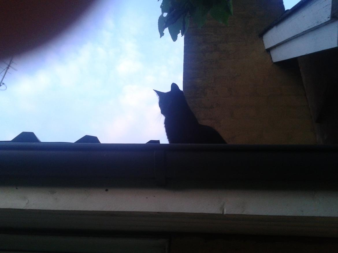 Huskat Simba billede 14