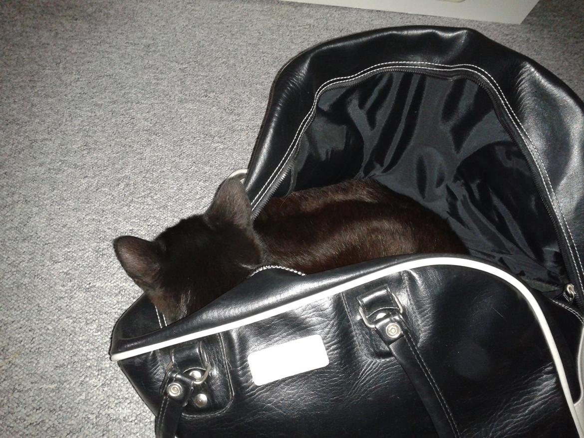 Huskat Simba billede 15