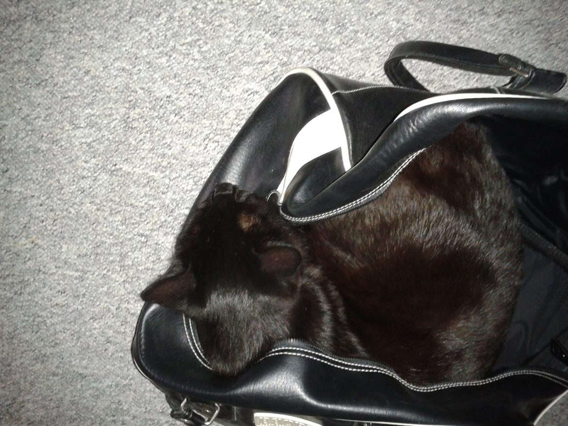 Huskat Simba billede 16