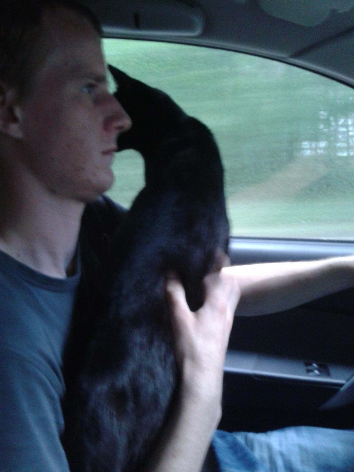 Huskat Simba billede 17