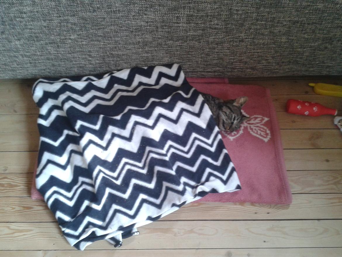 Huskat Golf billede 11