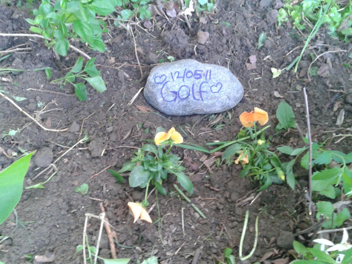 Huskat Golf billede 14