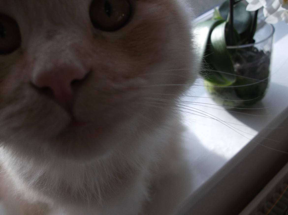 Blanding af racer Simba billede 1