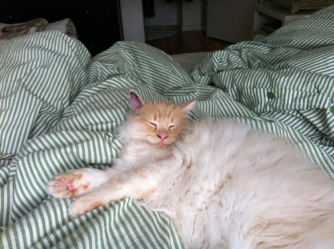 Blanding af racer Simba billede 2