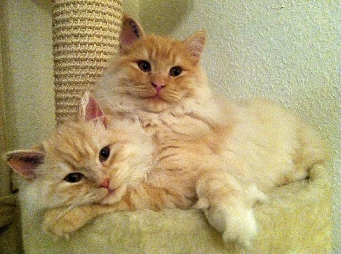 Blanding af racer Simba billede 3