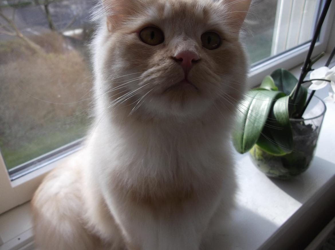 Blanding af racer Simba - Flot fyr billede 4