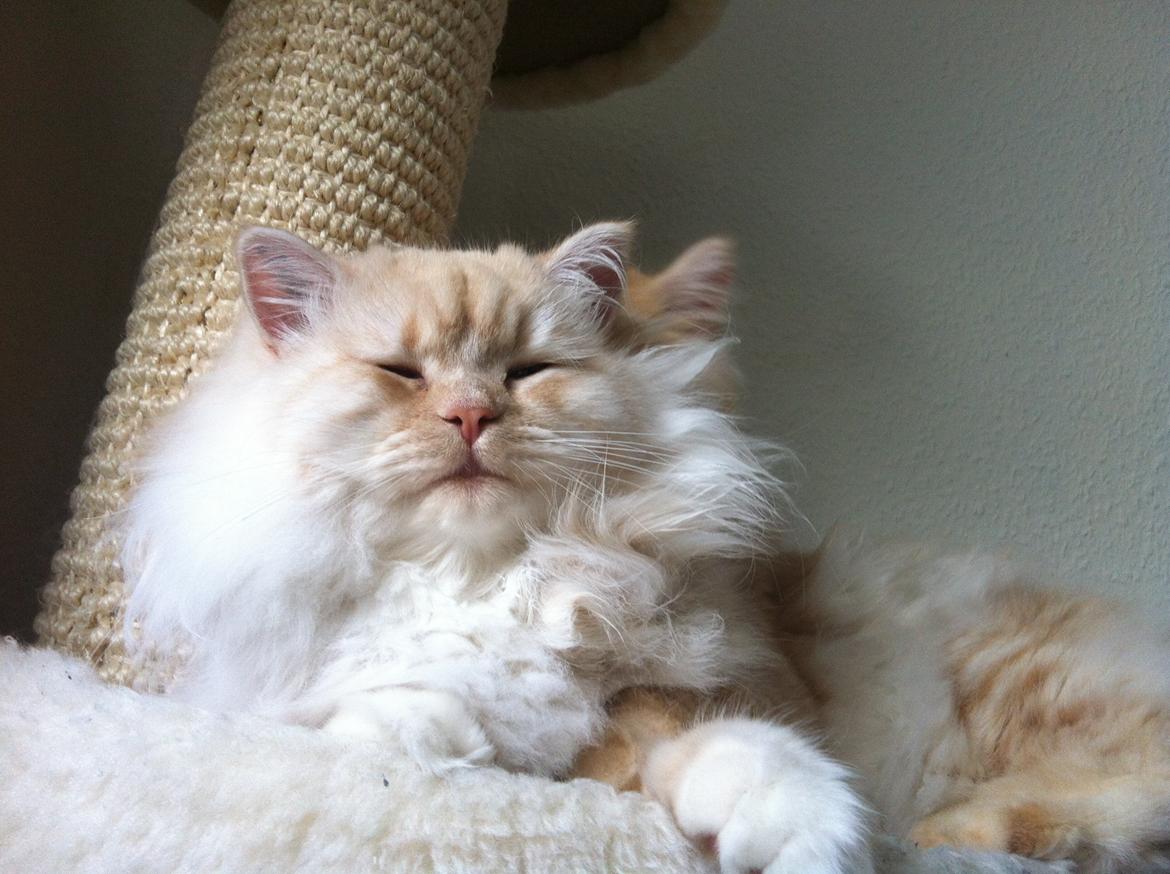 Blanding af racer Malibu billede 7