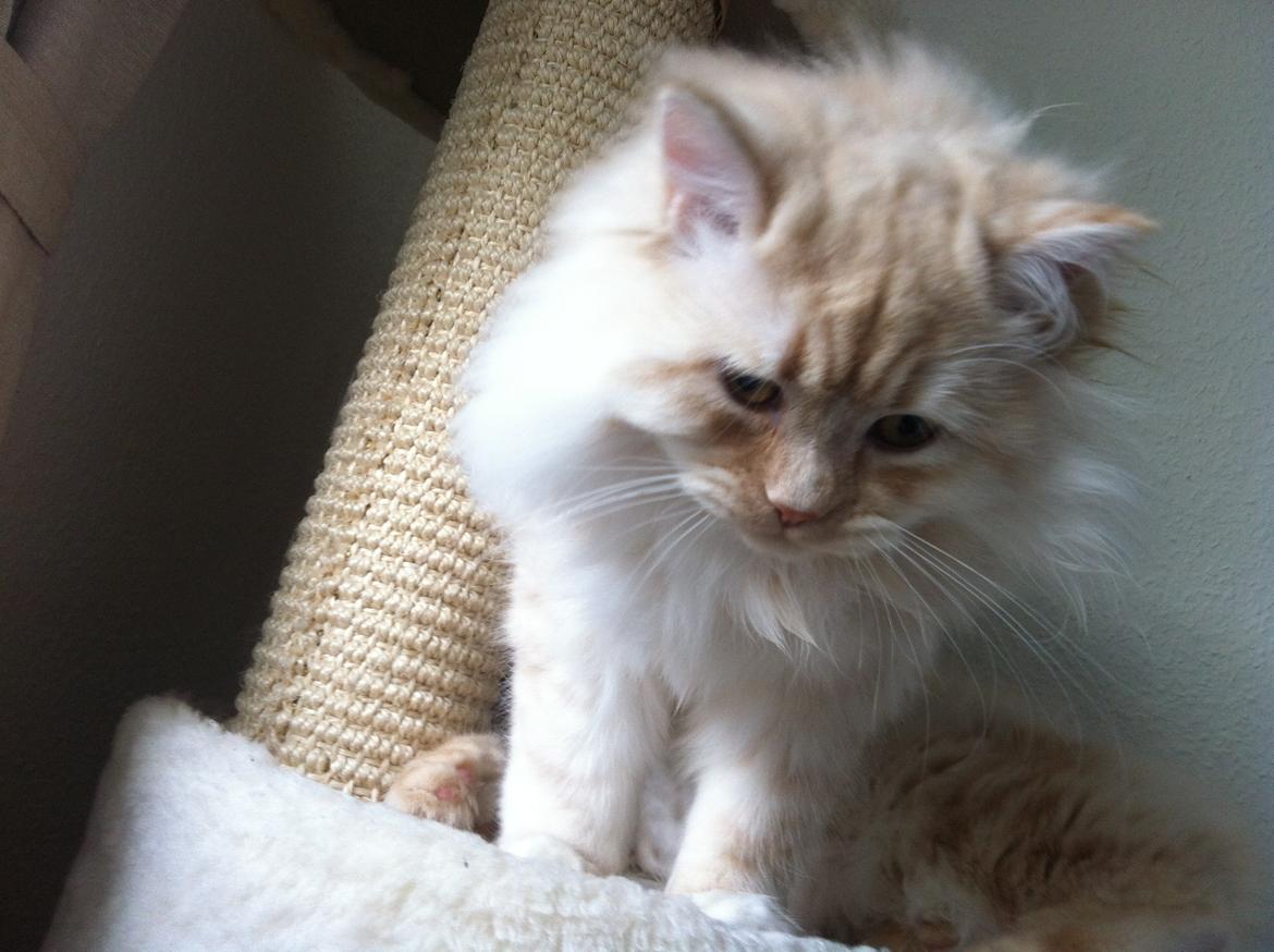 Blanding af racer Malibu billede 8