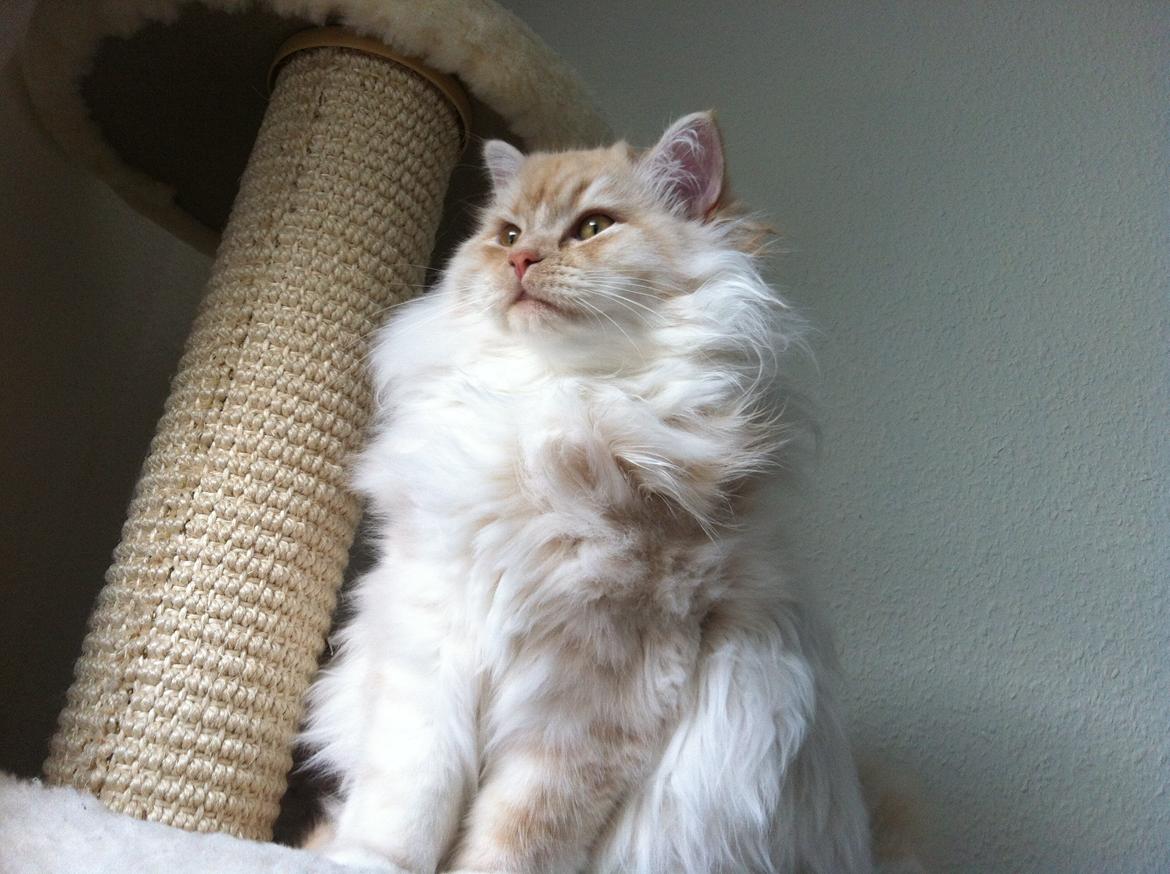 Blanding af racer Malibu - Smuk pige billede 9