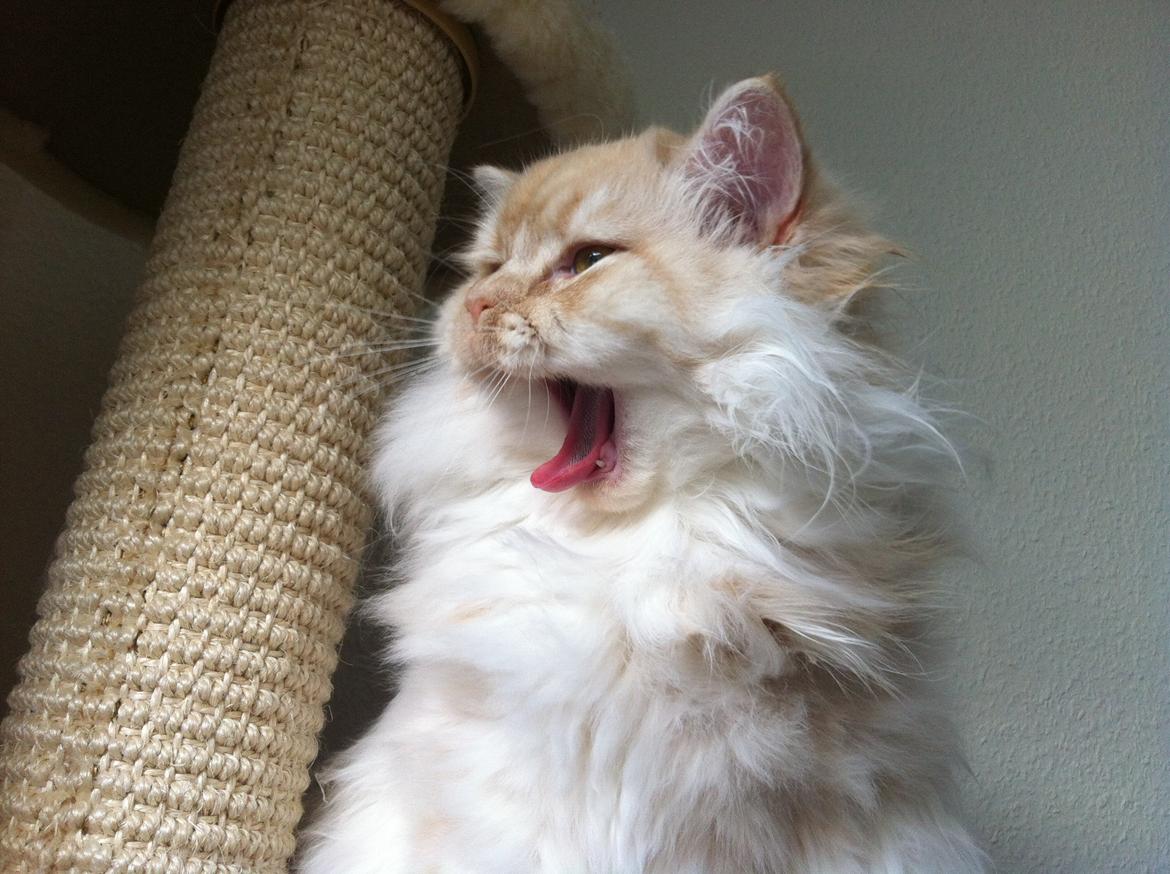 Blanding af racer Malibu billede 1