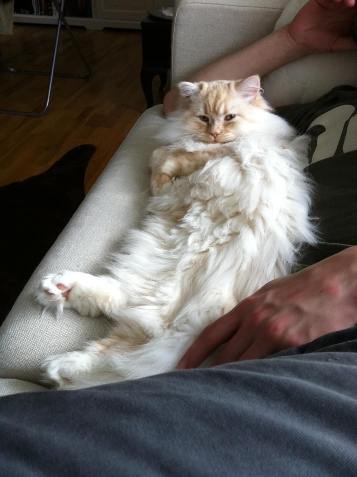 Blanding af racer Malibu - Hygger med far på sofaen billede 10