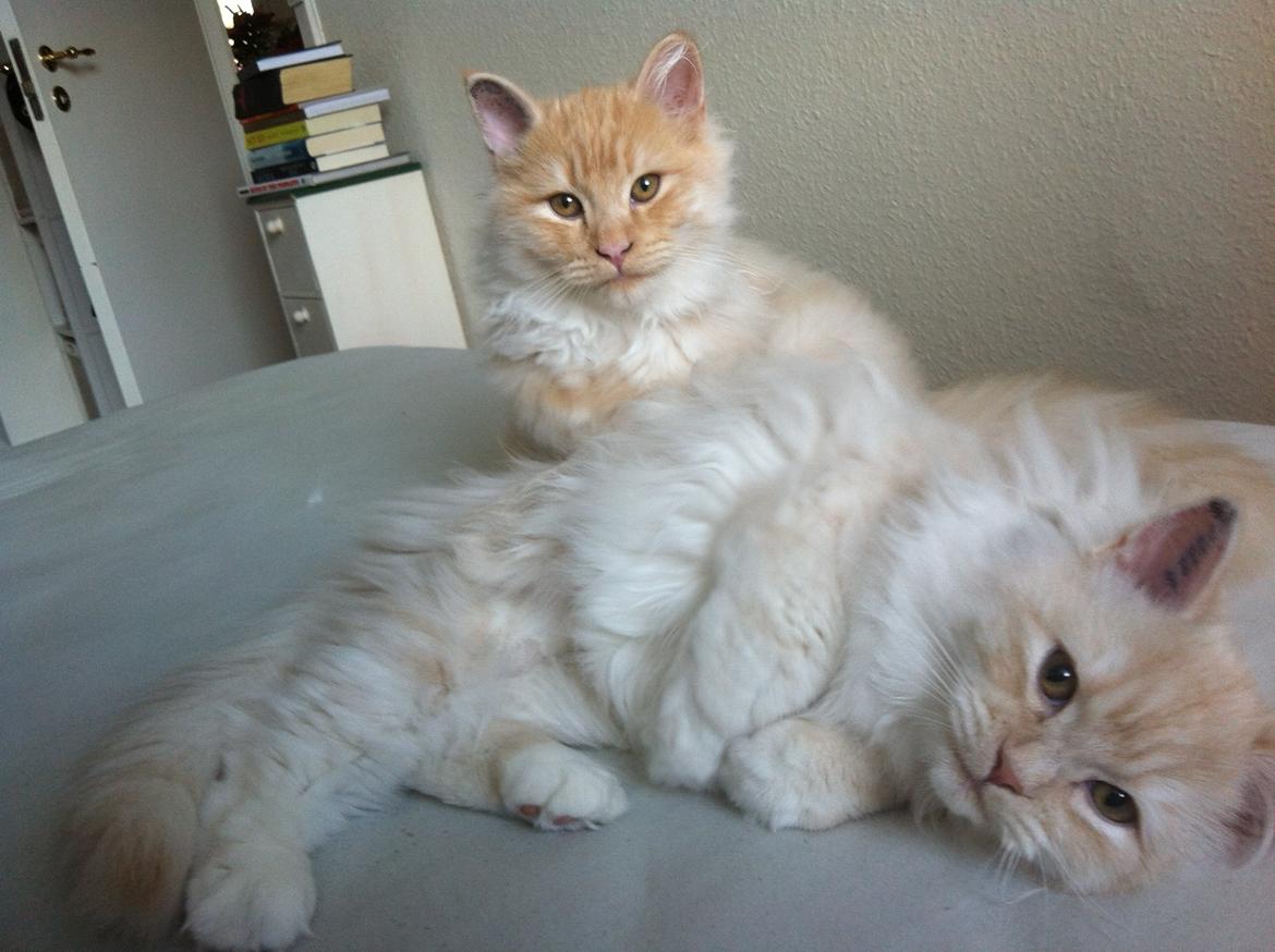 Blanding af racer Simba billede 5