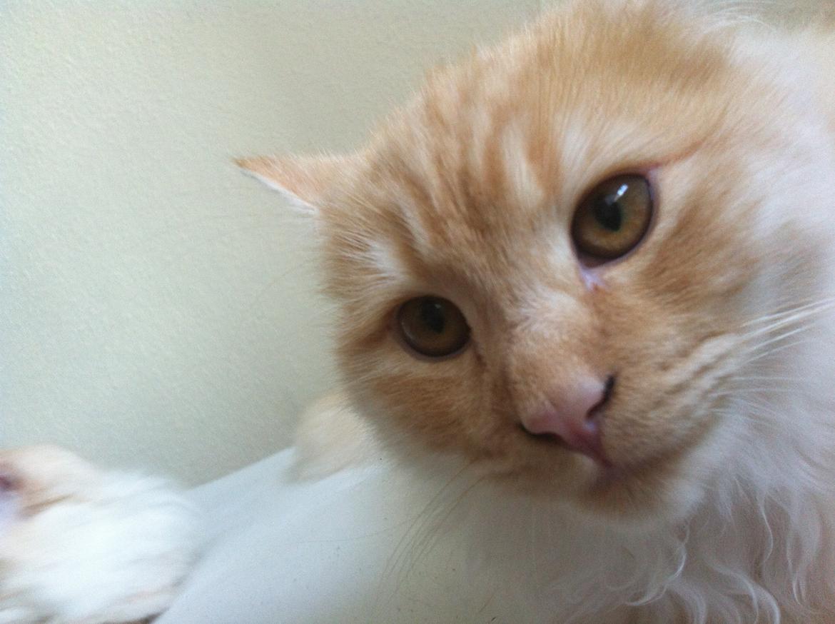 Blanding af racer Simba billede 6