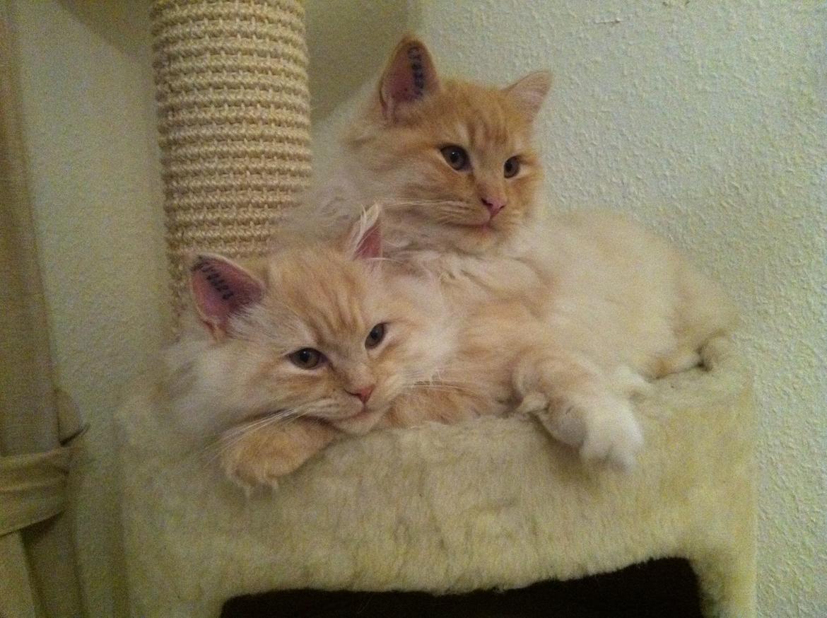 Blanding af racer Simba billede 8