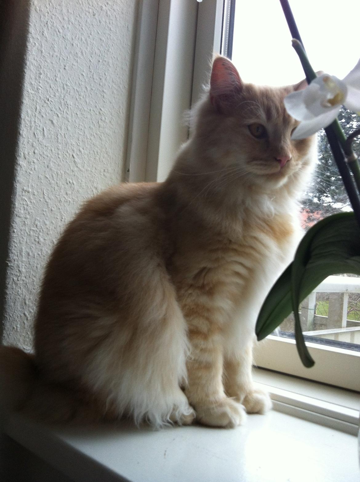 Blanding af racer Simba billede 9