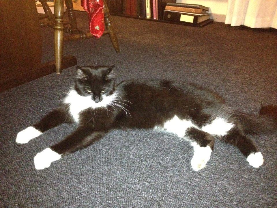 Blanding af racer Jackson - Ligger lige og slapper af :-) billede 15