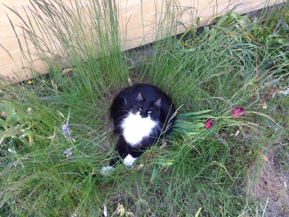 Blanding af racer Jackson - Maj 2012. En lille seng i græsset :-) billede 11