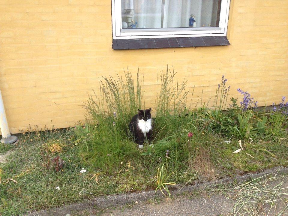 Blanding af racer Jackson - Her bor jeg ;-)  billede 12