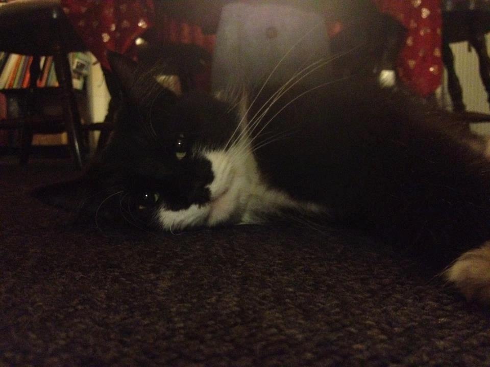 Blanding af racer Jackson - Flader ud :-) billede 14