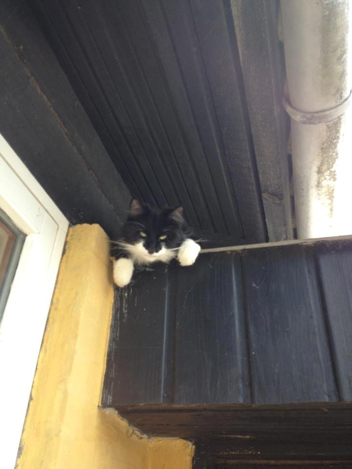 Blanding af racer Jackson - Jackson havde gemt sig for mig på taget. Hehe ;-) billede 13