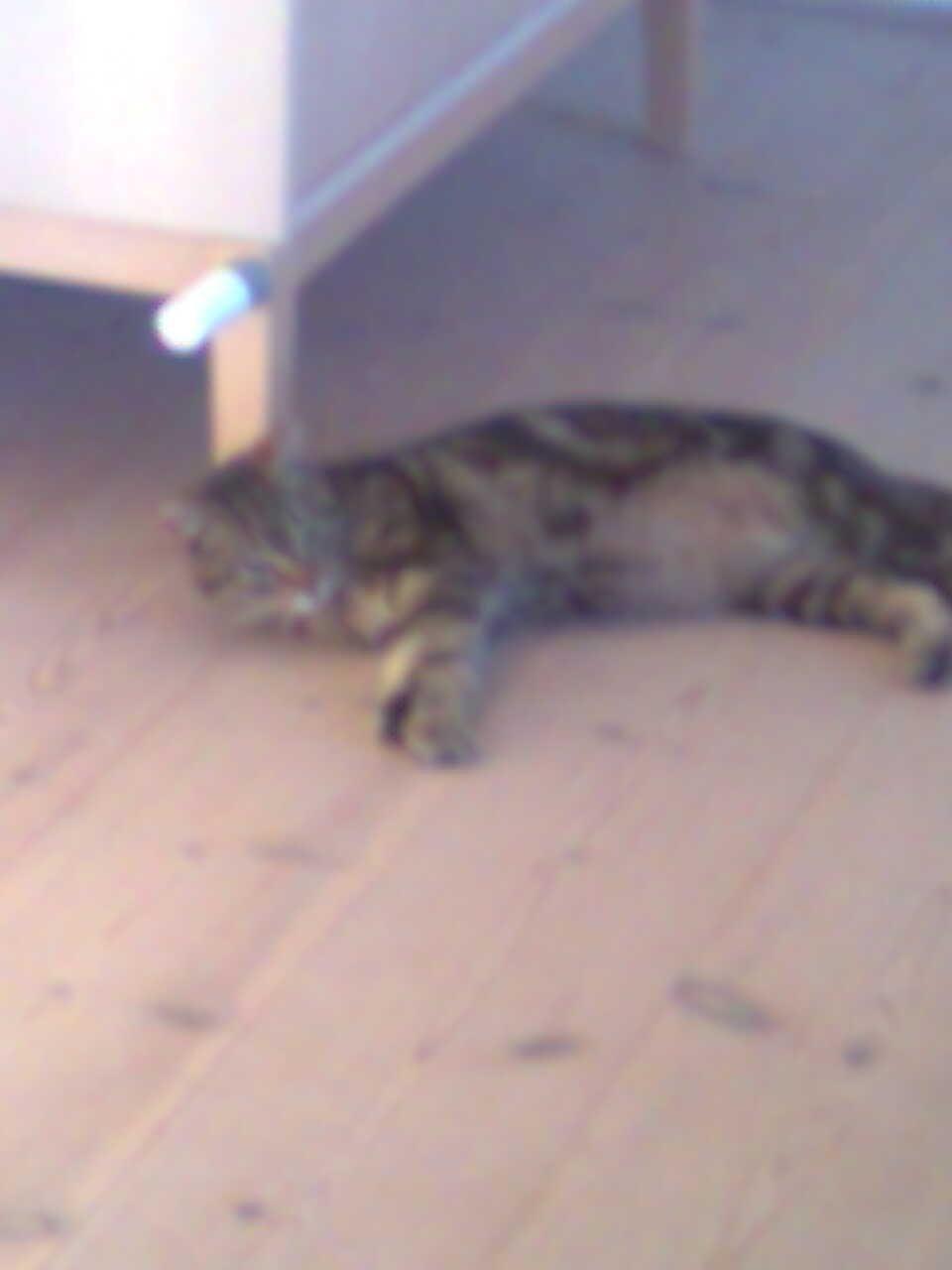 Huskat Jaguar/Molly billede 1