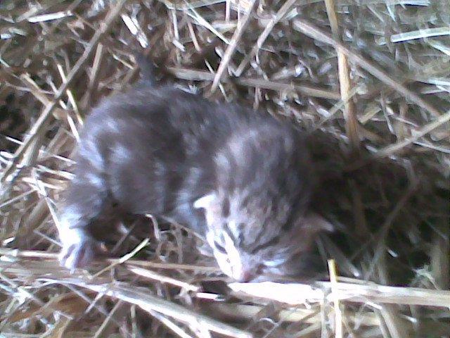 Huskat Jaguar/Molly billede 2