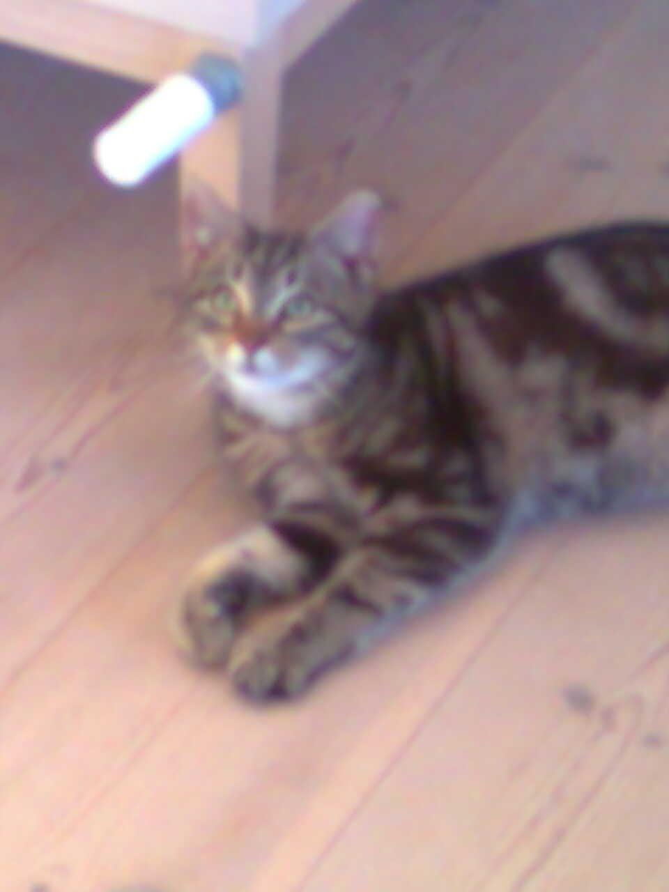 Huskat Jaguar/Molly billede 3