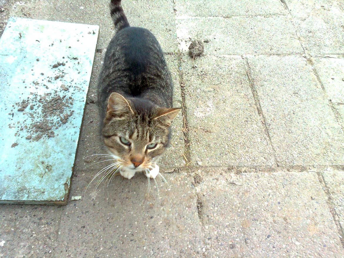 Huskat Tulle R.I.P. billede 3