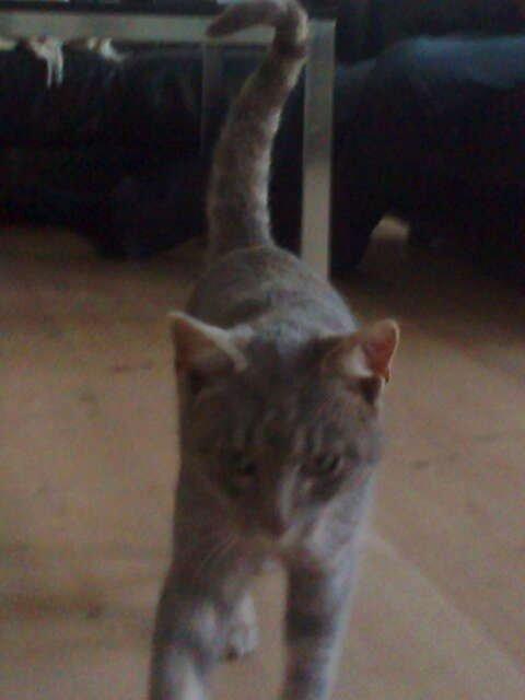 Huskat Messi billede 1